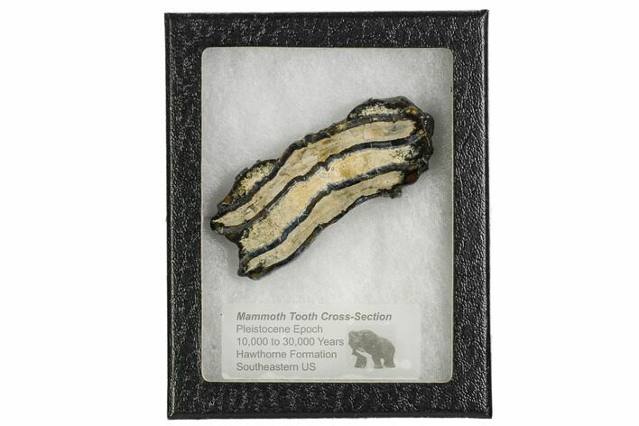 Mammoth Molar Slice With Case - South Carolina #106531